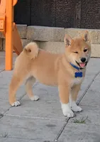 Tachi, a male Shiba Inu for sale in Itasca, TX – Photo 2 of 2