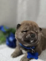 processed/8c691255-ab0f-46e7-ba26-f8e6a8aaa6dc/listing/cd169d66-0c4f-4253-be53-b6134323b174/0b97f862-3b2e-4af8-a94a-bc2313f4d06a