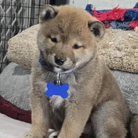 Kumi- AKC, a male Shiba Inu for sale in Itasca, TX – Photo 1 of 4