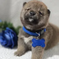 Kumi- AKC, a male Shiba Inu for sale in Itasca, TX – Photo 2 of 4