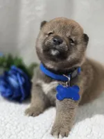 processed/8c691255-ab0f-46e7-ba26-f8e6a8aaa6dc/listing/cd169d66-0c4f-4253-be53-b6134323b174/1289a463-2c67-4d9b-91f2-b9d827e8cd6c