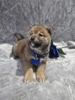 processed/8c691255-ab0f-46e7-ba26-f8e6a8aaa6dc/listing/cd169d66-0c4f-4253-be53-b6134323b174/6381d289-919f-4f6b-867e-4518a9a93f50