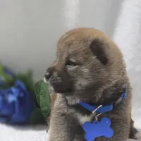 Kumi- AKC, a male Shiba Inu for sale in Itasca, TX – Photo 4 of 4