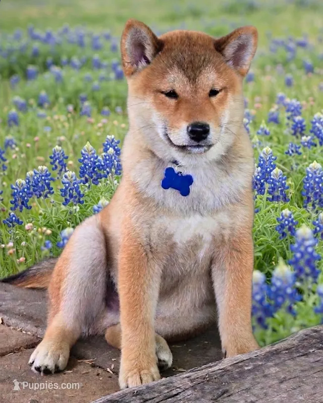 Kumi- AKC – Shiba Inu puppy for sale in Itasca, TX