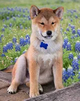 Kumi- AKC, a male Shiba Inu for sale in Itasca, TX – 1 of 6