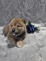 processed/8c691255-ab0f-46e7-ba26-f8e6a8aaa6dc/listing/cd169d66-0c4f-4253-be53-b6134323b174/a6356a75-f17f-4109-a6f0-e3ea6624dee6