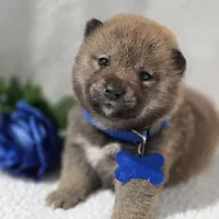 Kumi- AKC, a male Shiba Inu for sale in Itasca, TX – Photo 3 of 4