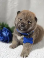 processed/8c691255-ab0f-46e7-ba26-f8e6a8aaa6dc/listing/cd169d66-0c4f-4253-be53-b6134323b174/bcafaace-f54d-4b5e-a30f-75aedb4aa1e8