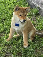 Kumi- AKC, a male Shiba Inu for sale in Itasca, TX – 2 of 6