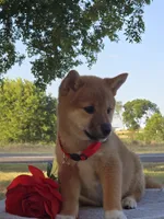 Zara, a female Shiba Inu for sale in Itasca, TX – 2 of 4
