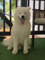 Alexy, a male Samoyed for sale in Itasca, TX – 1 of 4