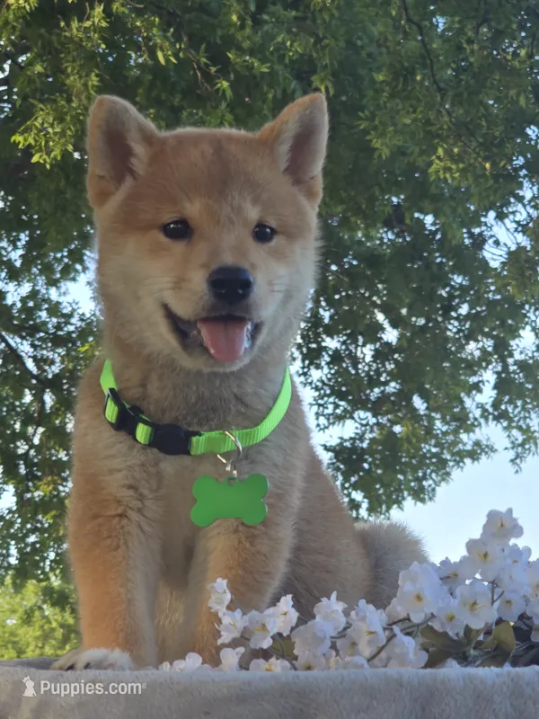 Bello – Shiba Inu puppy for sale in Itasca, TX