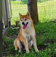 Zara, a female Shiba Inu for sale in Itasca, TX – 3 of 4