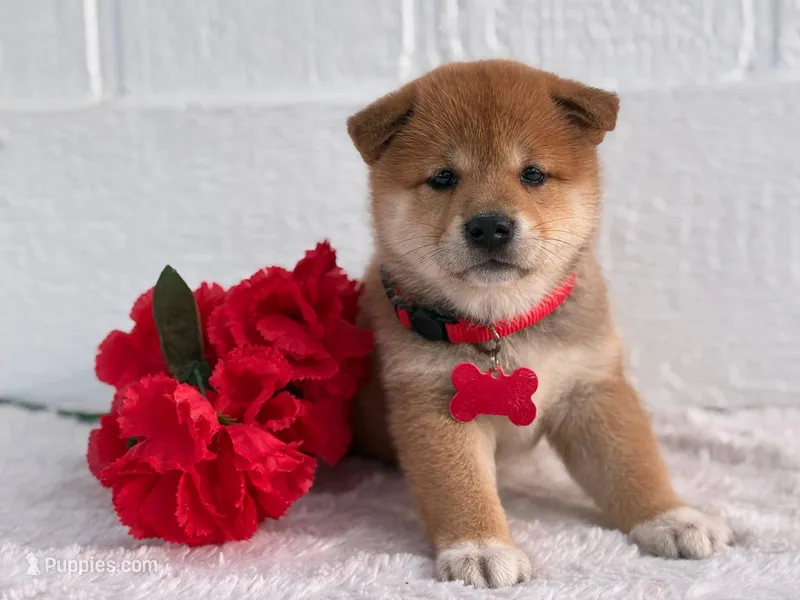 Sakura  – Shiba Inu puppy for sale in Itasca, TX