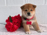 Sakura , a female Shiba Inu for sale in Itasca, TX – 1 of 1
