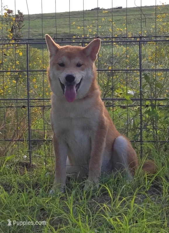 Oli – Shiba Inu puppy for sale in Itasca, TX