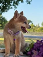 Nova, a female Shiba Inu for sale in Itasca, TX – 4 of 6