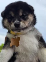 Taro, a male Shiba Inu for sale in Itasca, TX – Photo 2 of 2