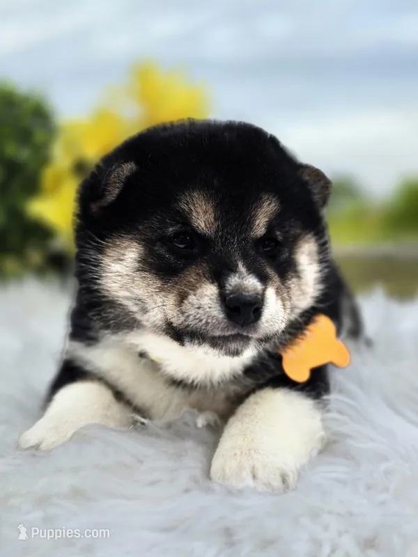 Taro – Shiba Inu puppy for sale in Itasca, TX