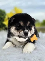 Taro, a male Shiba Inu for sale in Itasca, TX – Photo 1 of 2