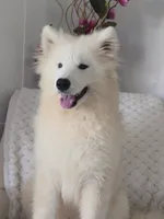 Sacha, a female Samoyed for sale in Itasca, TX – 2 of 2
