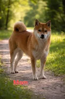 Charly, a male Shiba Inu for sale in Itasca, TX – Photo 3 of 4