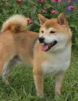 Charly, a male Shiba Inu for sale in Itasca, TX – Photo 4 of 4