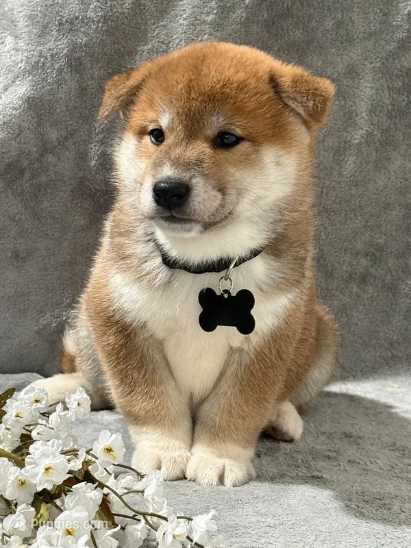 Charly – Shiba Inu puppy for sale in Itasca, TX
