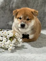 Charly, a male Shiba Inu for sale in Itasca, TX – Photo 2 of 4