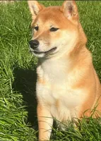 Mai, a female Shiba Inu for sale in Itasca, TX – Photo 5 of 6