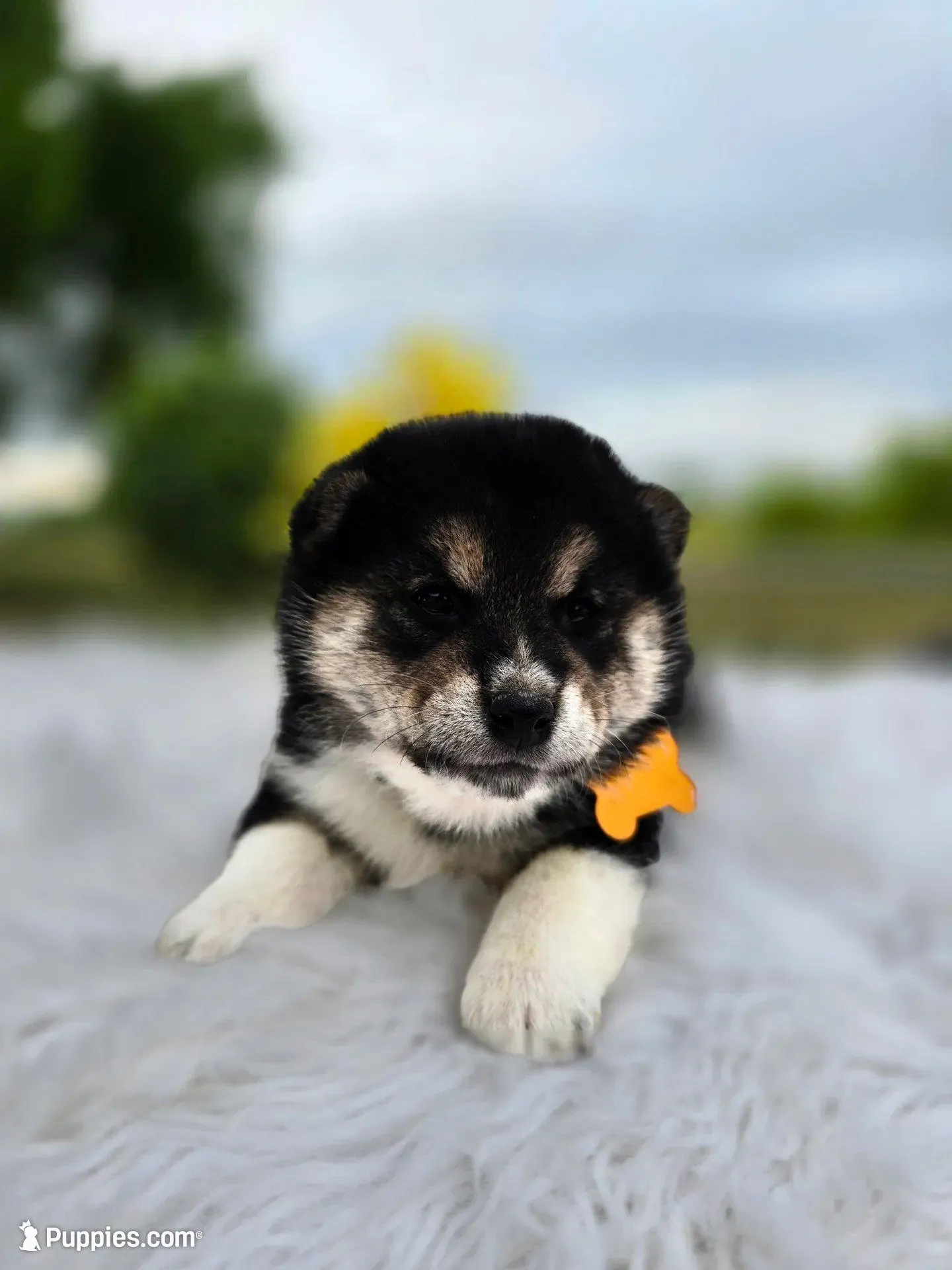 Mai, a female Shiba Inu for sale in Itasca, TX – Photo 6 of 6