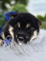 Mai, a female Shiba Inu for sale in Itasca, TX – Photo 1 of 6