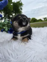 Mai, a female Shiba Inu for sale in Itasca, TX – Photo 3 of 6