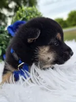 Mai, a female Shiba Inu for sale in Itasca, TX – Photo 2 of 6