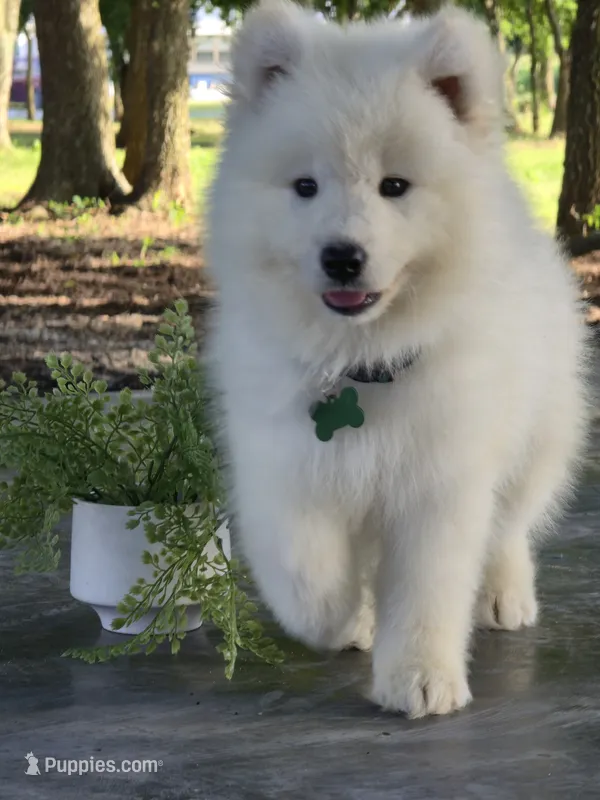 Zimba – Samoyed puppy for sale in Itasca, TX