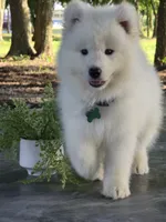 Zimba, a male Samoyed for sale in Itasca, TX – 1 of 1