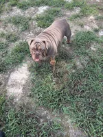 Luna , a female English Bulldog for sale in Prince George, VA – 3 of 4