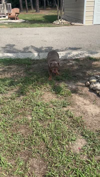 Luna , a female English Bulldog for sale in Prince George, VA – 4 of 4