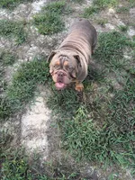 Luna , a female English Bulldog for sale in Prince George, VA – 2 of 4