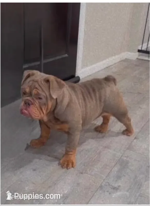Luna  – English Bulldog puppy for sale in Prince George, VA