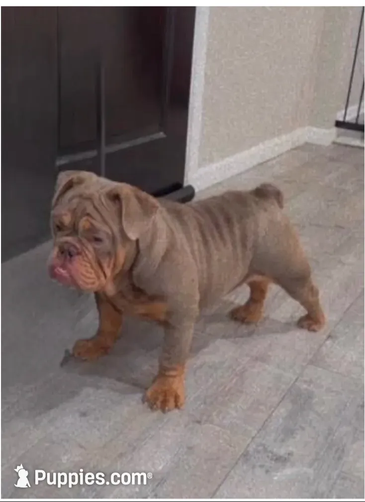 Luna , a female English Bulldog for sale in Prince George, VA – 1 of 4
