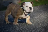 Jafar, a male English Bulldog for sale in Prince George, VA – Photo 2 of 3