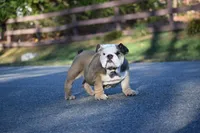 Jafar, a male English Bulldog for sale in Prince George, VA – Photo 3 of 3