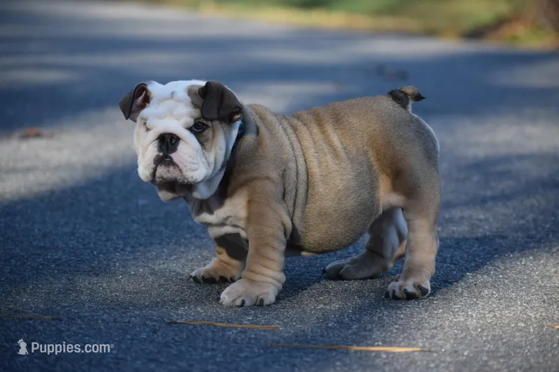 Jafar – English Bulldog puppy for sale in Prince George, VA
