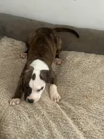 Villian, a male American Staffordshire Terrier and Boxer for sale in Warner Robins, GA – Photo 4 of 4