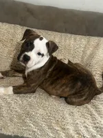 Villian, a male American Staffordshire Terrier and Boxer for sale in Warner Robins, GA – Photo 1 of 4