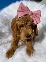 Piglet, a female Miniature Goldendoodle for sale in Holmesville, OH – 4 of 9