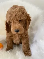 Pooh Bear, a male Miniature Goldendoodle for sale in Holmesville, OH – 3 of 8