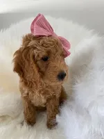 Piglet, a female Miniature Goldendoodle for sale in Holmesville, OH – 2 of 9