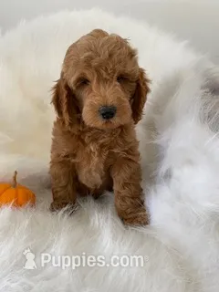 Pooh Bear – Miniature Goldendoodle puppy for sale in Holmesville, OH